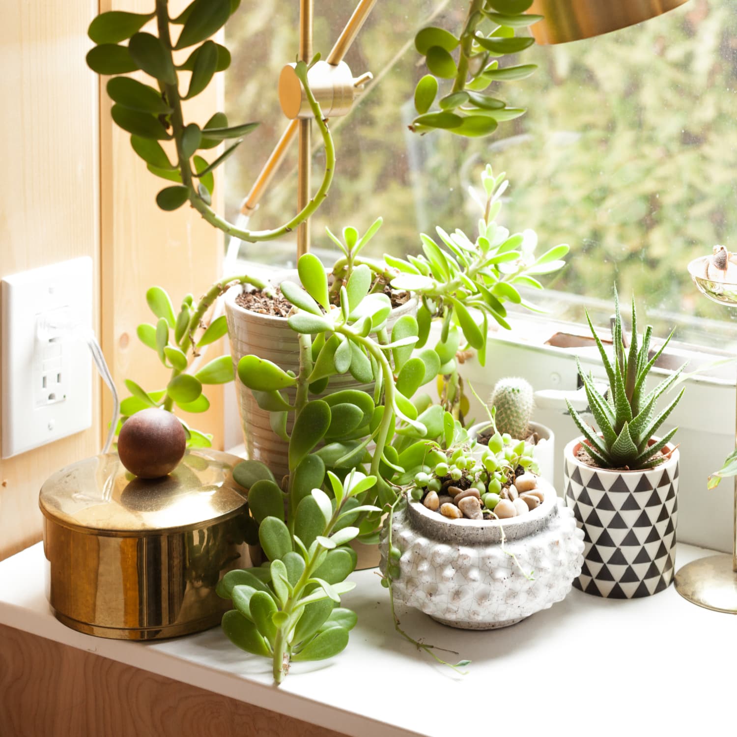 Buying plants outlet online